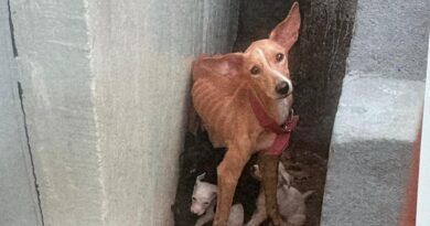 Homem é preso por maus-tratos contra nove cachorros em Manaus