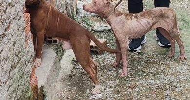 Dono de pitbulls é preso em Manaus por maus-tratos; animais estavam desnutridos e feridos